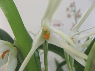 Maxillaria_ochroleuca04.jpg