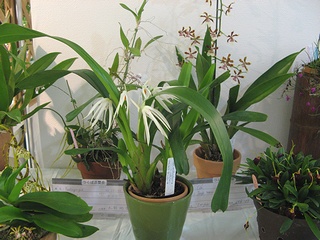 Maxillaria_ochroleuca05.jpg