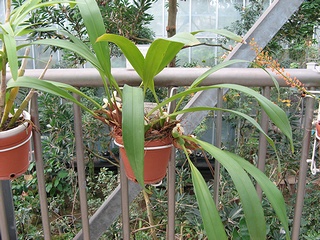 Maxillaria_rufescens02.jpg
