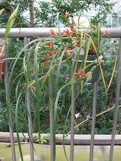 Maxillaria_tenuifolia02.jpg