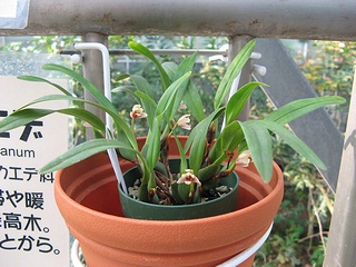 Maxillaria_variabilis02.jpg
