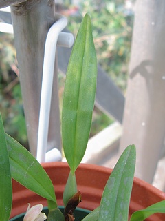Maxillaria_variabilis03.jpg