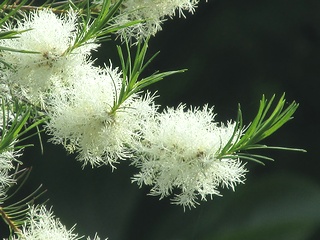 Melaleuca_alternifolia01.jpg