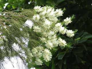 Melaleuca_alternifolia02.jpg