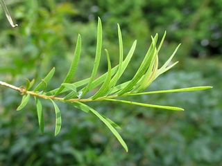Melaleuca_alternifolia04.jpg