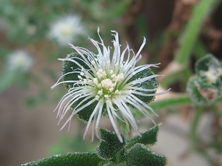 Mesembryanthemum_crystallinum01.jpg