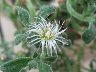 Mesembryanthemum_crystallinum02.jpg