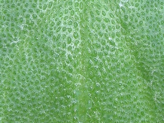 Mesembryanthemum_crystallinum06.jpg