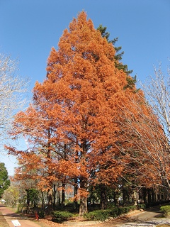 Metasequoia13.jpg