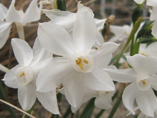 Narcissus cantabricus01.jpg