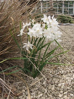 Narcissus cantabricus02.jpg