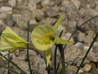 Narcissus_bulbocodium01.jpg