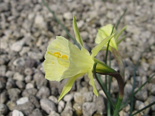 Narcissus_bulbocodium02.jpg