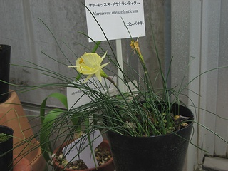 Narcissus_mesatlanticum02.jpg