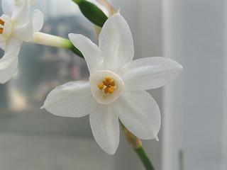 Narcissus_papyraceus01.jpg