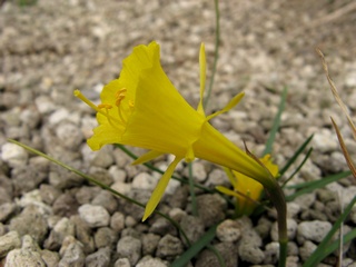 Narcissus_romieuxii02.jpg