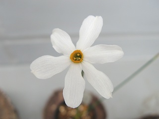 Narcissus_serotinus01.jpg