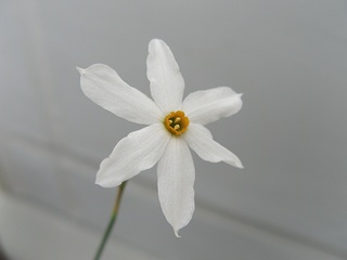 Narcissus_serotinus02.jpg