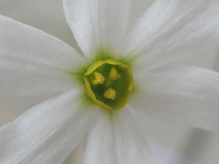 Narcissus_serotinus05.jpg