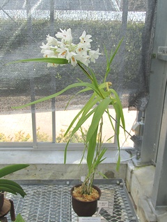 Neobenthamia_gracilis03.jpg