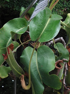 Nepenthes_truncata02.jpg