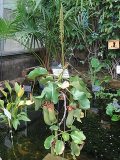 Nepenthes_truncata03.jpg