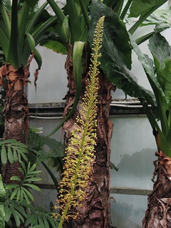 Nepenthes_truncata04.jpg