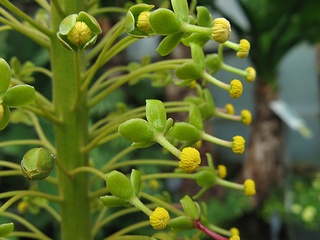 Nepenthes_truncata05.jpg