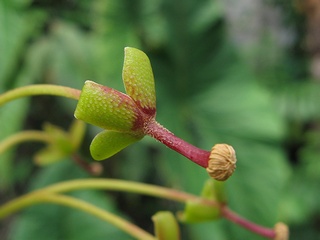 Nepenthes_truncata06.jpg