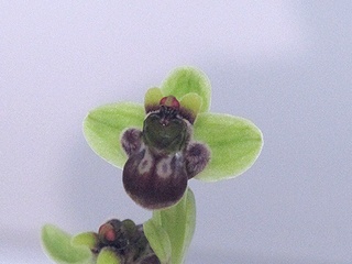 Ophrys_bombyliflora01.jpg