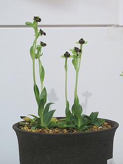 Ophrys_bombyliflora02.jpg