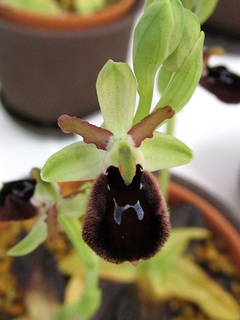 Ophrys_flavicans01.jpg