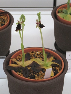 Ophrys_flavicans02.jpg