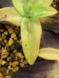 Ophrys_flavicans03.jpg