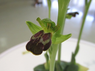 Ophrys_fusca_fusca01.jpg