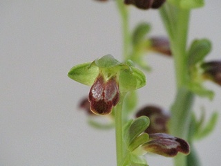 Ophrys_fusca_fusca02.jpg