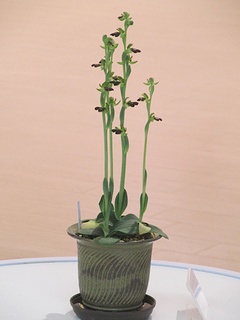 Ophrys_fusca_fusca03.jpg