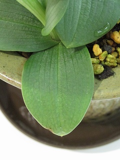Ophrys_fusca_fusca04.jpg