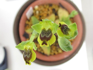 Ophrys_lutea_galilaea01.jpg