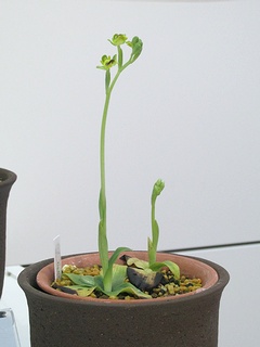 Ophrys_lutea_galilaea02.jpg