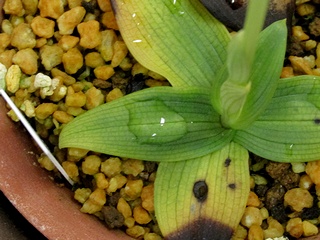 Ophrys_lutea_galilaea03.jpg