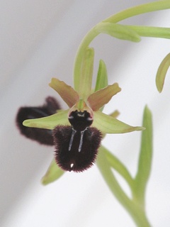 Ophrys_sphegodes_atrata01.jpg