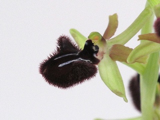 Ophrys_sphegodes_atrata02.jpg