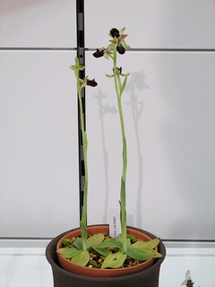 Ophrys_sphegodes_atrata03.jpg