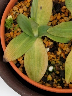 Ophrys_sphegodes_atrata04.jpg