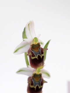 Ophrys_vetula_vetula01.jpg