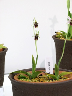 Ophrys_vetula_vetula02.jpg