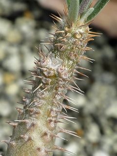 Pachypodium_rosulatum04.jpg