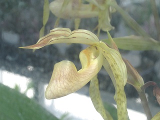 Paphiopedilum_platyphyllum02.jpg