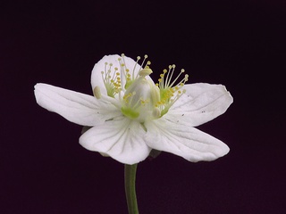 Parnassia_palustris01.jpg
